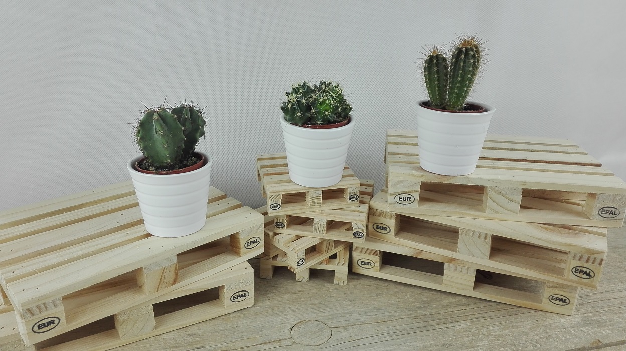 decorar con cactus