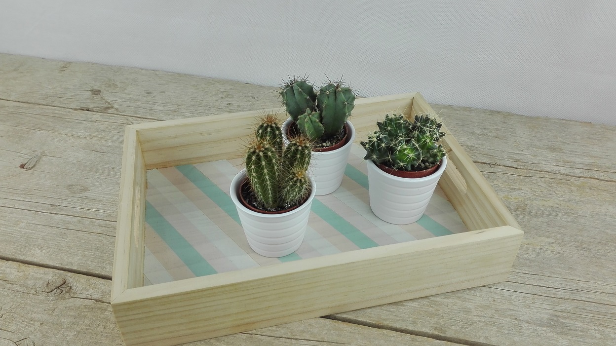 decorar con cactus
