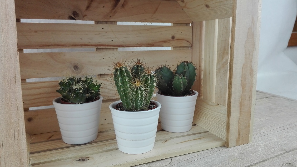 decorar con cactus